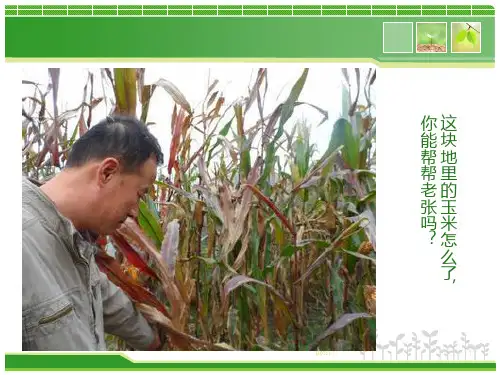 植物缺素症ppt课件