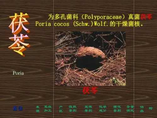 茯苓