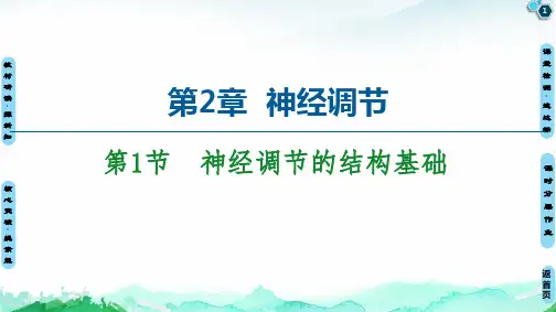 (新教材)神经调节的结构基础ppt人教版1