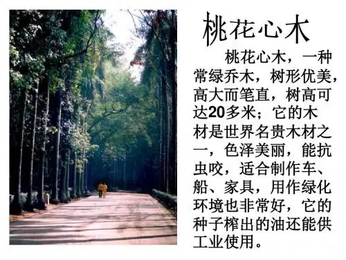 3、桃花心木