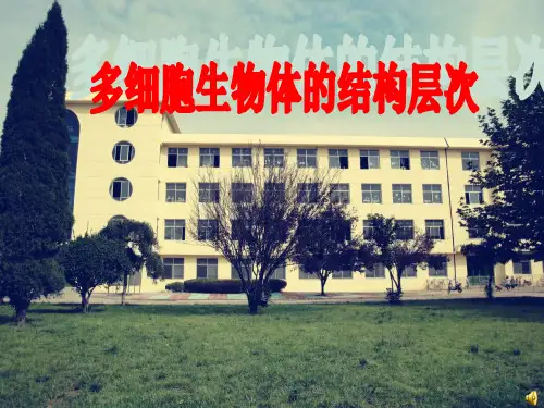 多细胞生物体结构层次