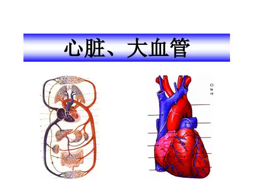 影像诊断学7-(给学生)循环系统总论、正常表现、基本病变课件