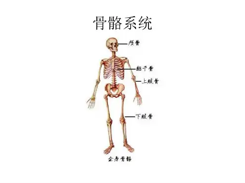 最全人体解剖学图谱(20190829203156)
