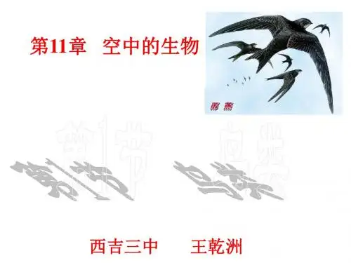 生物：11.1《鸟类》课件1(苏科版七年级下)