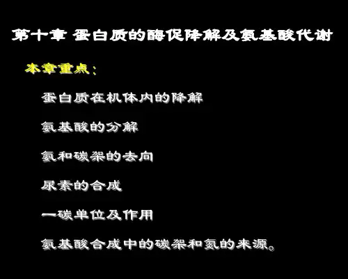 蛋白质降解及-氨基酸代谢
