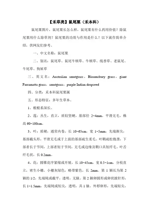 【禾草类】鼠尾粟(禾本科)