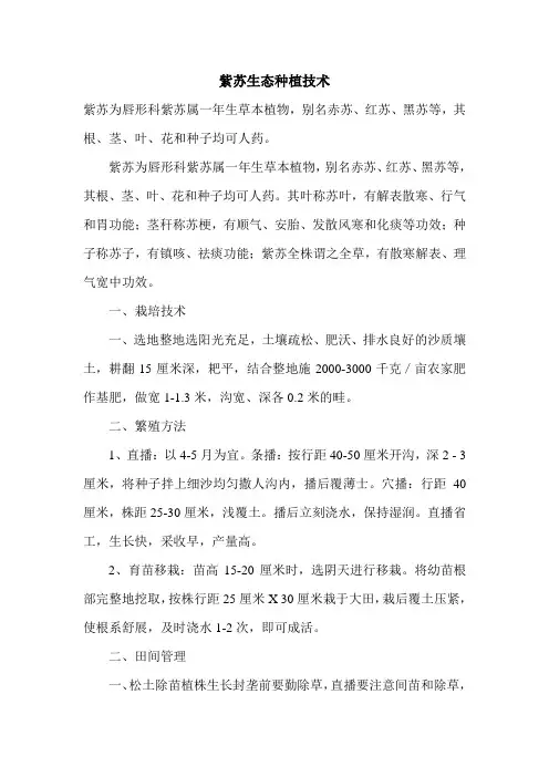 紫苏生态种植技术
