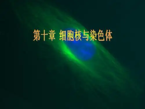 第十章 细胞核与染色体