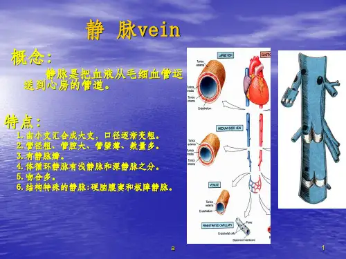 静脉(解剖)