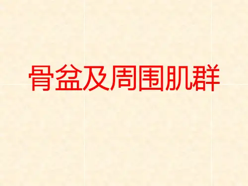 骨盆及周围肌群