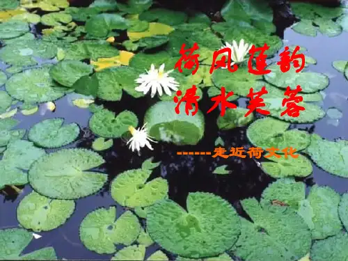 咏荷