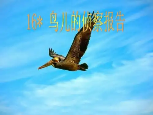 16 鸟儿的侦察报告第一课时