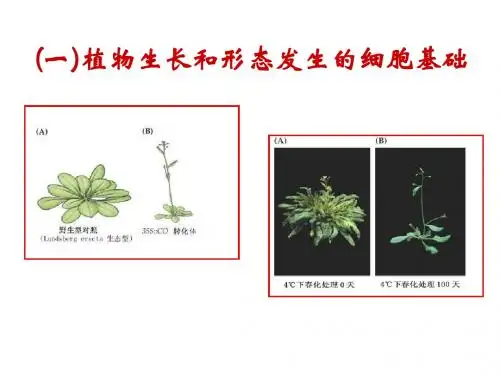 九、植物生长生理