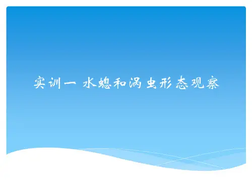 水螅和涡虫形态观察.