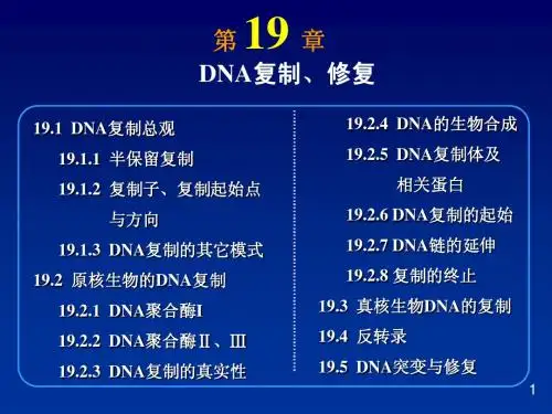 19DNA复制修复