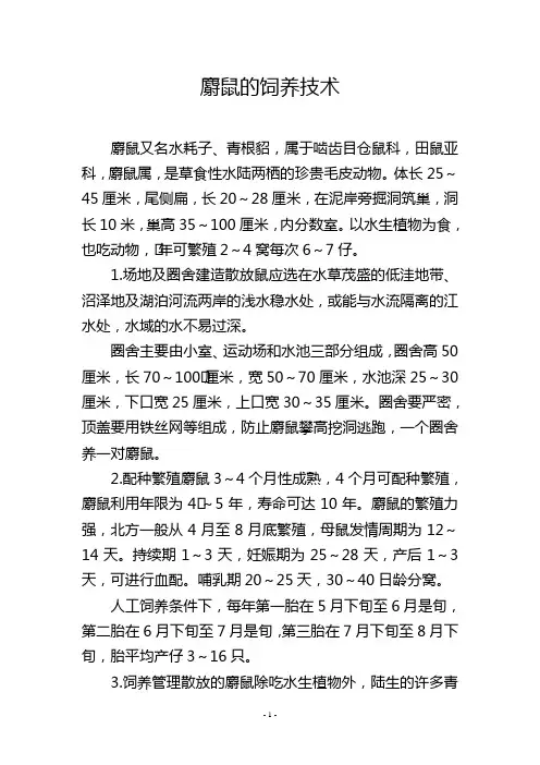 麝鼠的饲养技术