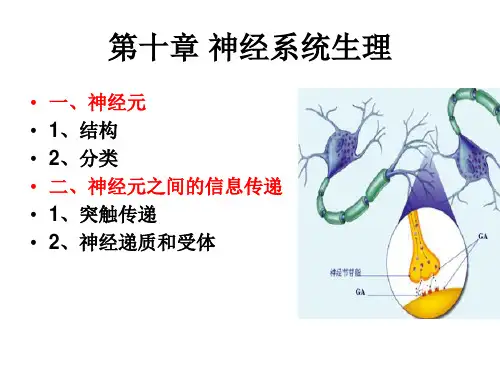 神经系统