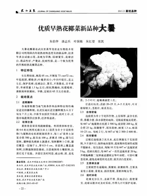 优质早熟花椰菜新品种大暑