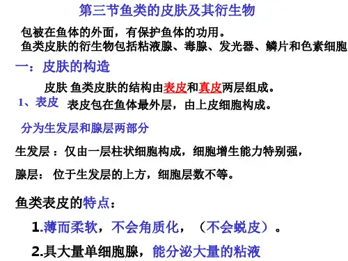 鱼类的皮肤及其衍生物