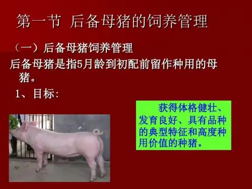 母猪的饲养管理