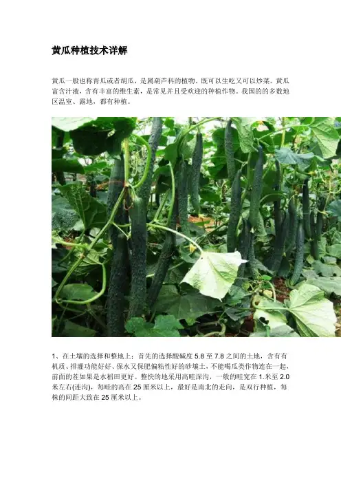 黄瓜种植技术详解