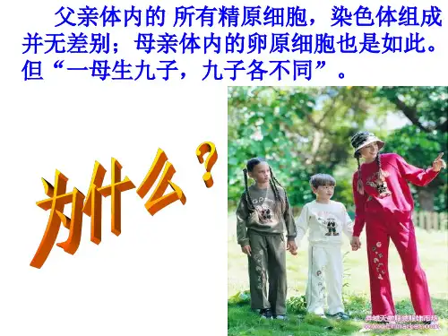 (yangzi)2.1减数分裂和受精作用(第4课时)