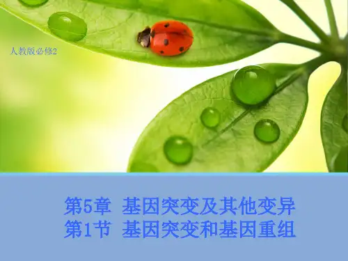 人教版高中生物必修2课件：第五章基因突变及其他变异(必修二)