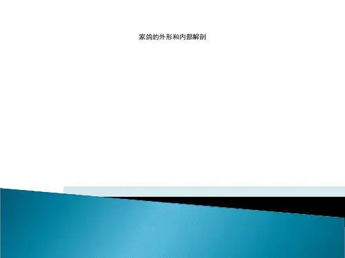 家鸽的外形和内部解剖