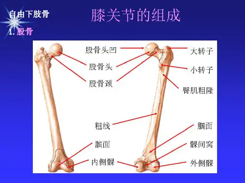 膝关节疾病的诊治