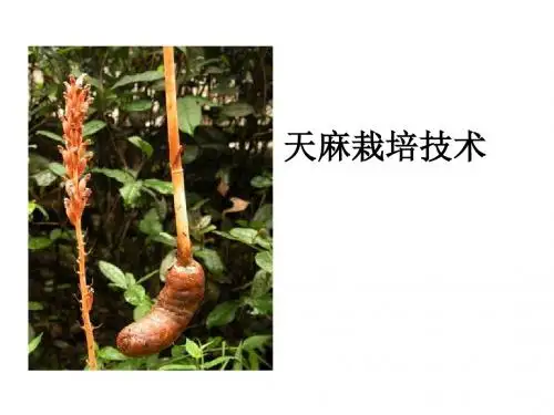 天麻栽培技术
