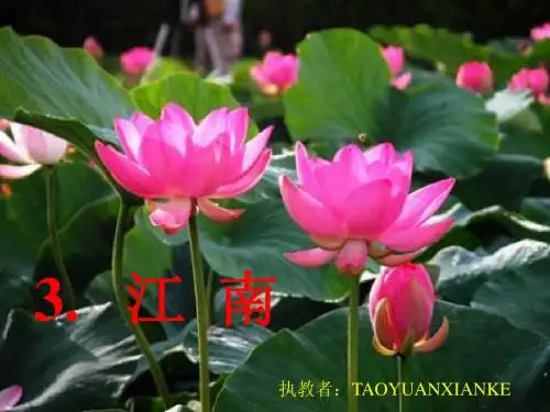 苏教版小学语文一年级上册《江南》课件