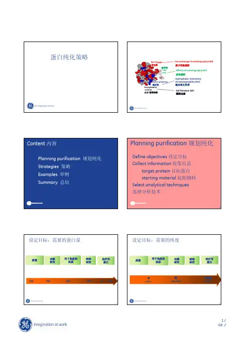 Strategies for protein purification_CN