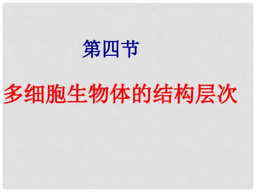 七年级生物上册 1.2.4 多细胞生物体的结构层次课件 济南版