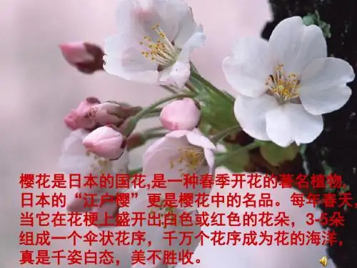 适合纹样烂漫樱花