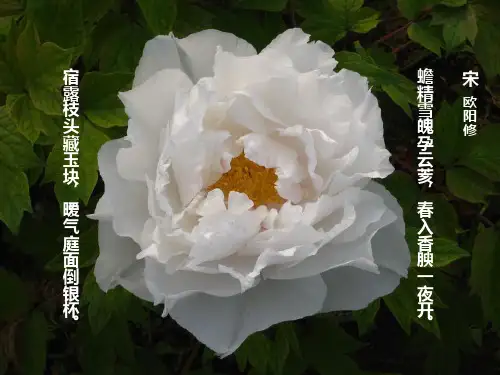 洛阳牡丹诗之洛阳牡丹图【宋】欧阳修