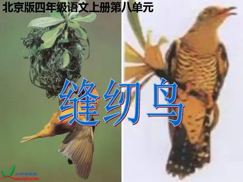 北京版小学语文四年级上册《缝纫鸟》课件