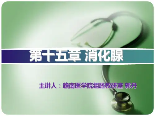组织学与胚胎学 消化腺(2014本)