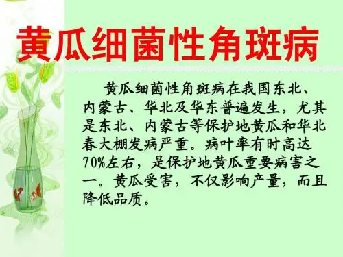 黄瓜细菌性角斑病