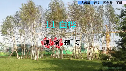 部编版四年级语文下册第11课 白桦 含同步练习题3