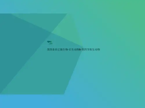 第四章其它微生物-讲义后生动物5-第四节原生动物