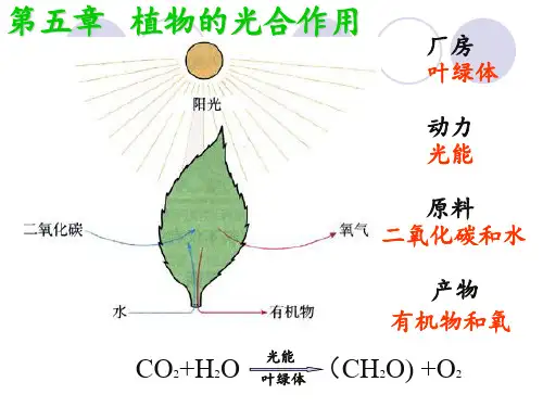 植物生理学3光合作用PPT课件