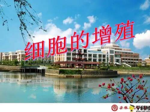 安徽省天长中学高中生物人教版必修一课件：61细胞的增殖(共31张PPT)
