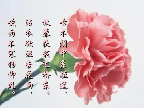 苏教版初中生物七年级上册 3.5.5 植物的开花和结果 课件(共21张PPT)