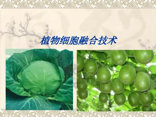 植物细胞融合技术