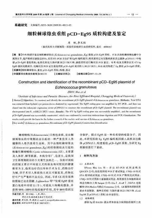 细粒棘球绦虫重组pCD-Eg95质粒构建及鉴定