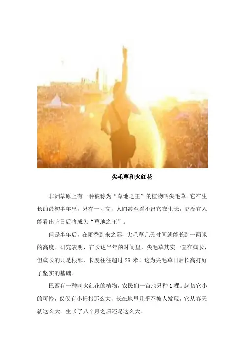 毛尖草和火红花