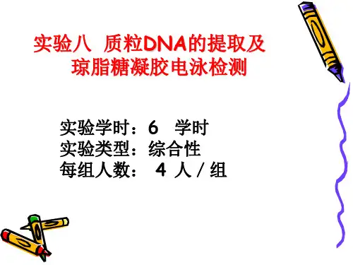 实验八质粒DNA的提取及琼脂糖凝胶电泳检测