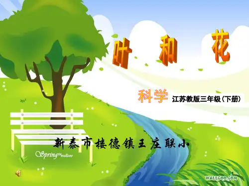 (精选)苏教版小学三年级科学《叶和花》课件