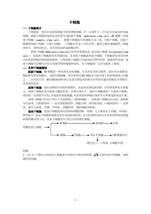 干细胞