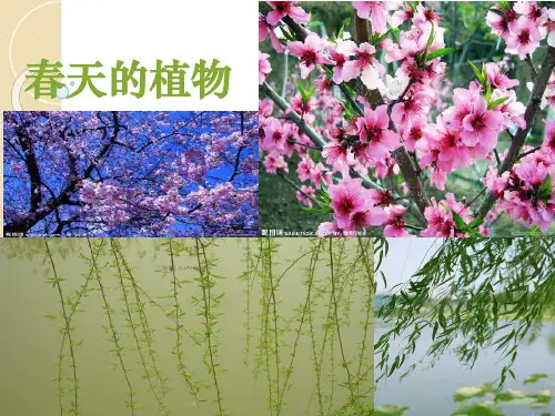 《观察》PPT苏教版科学4